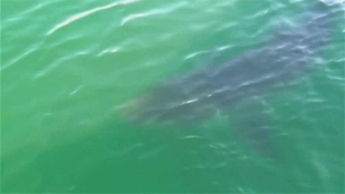 12-foot white shark tracked off ME coast, third this season - Vimarsana News