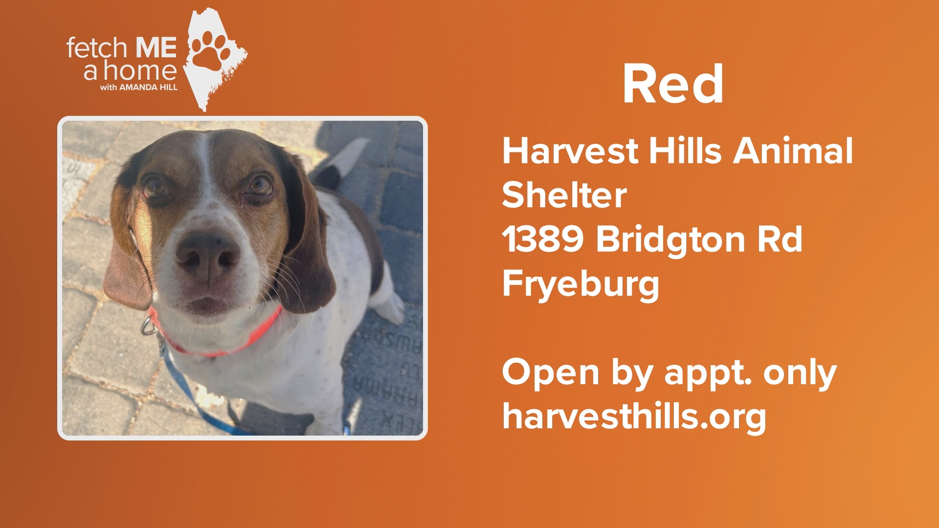 Red is a 7-year-old beagle available for adoption through Harvest Hills Animal Shelter in Fryeburg.