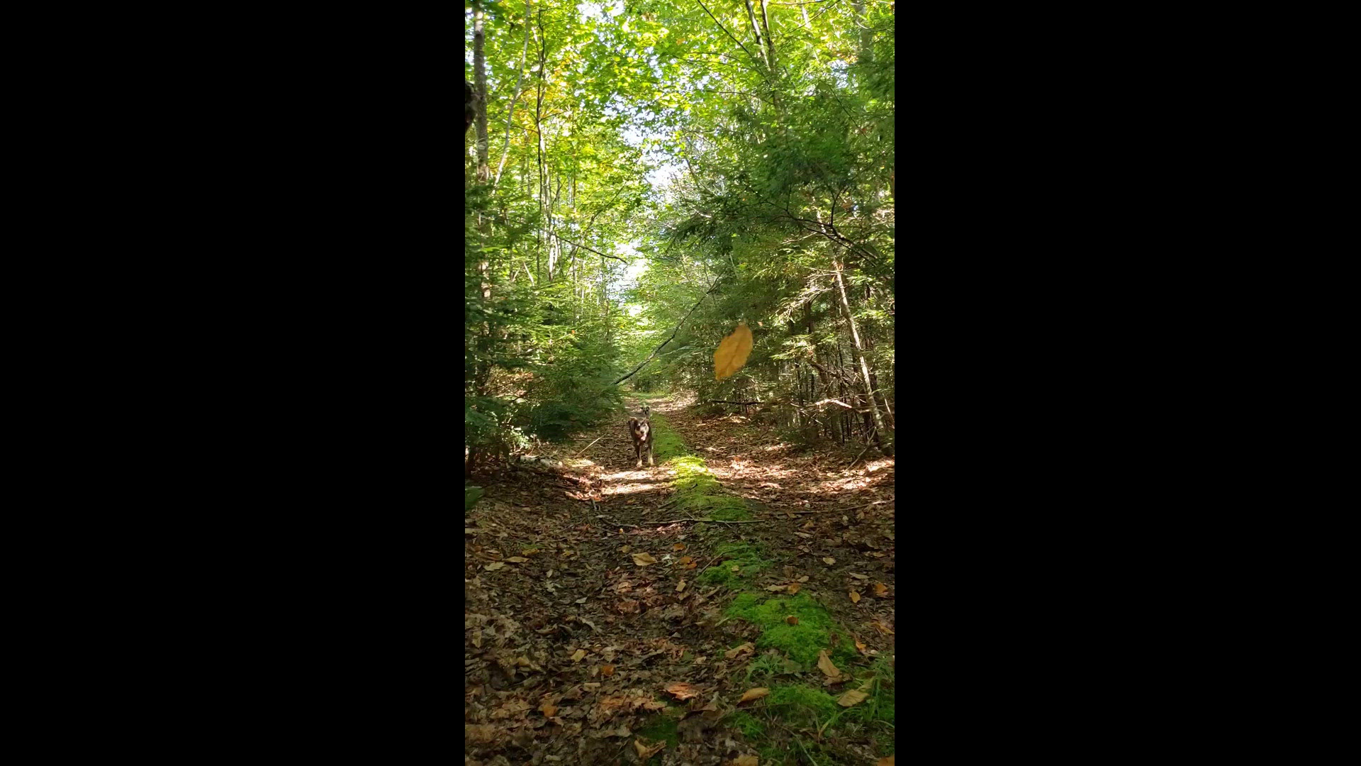 My dog Sophie taking away the floating leaf (from a web) I was filming. She thinks everything is hers.
Credit: Anna Nilsen-Pollard