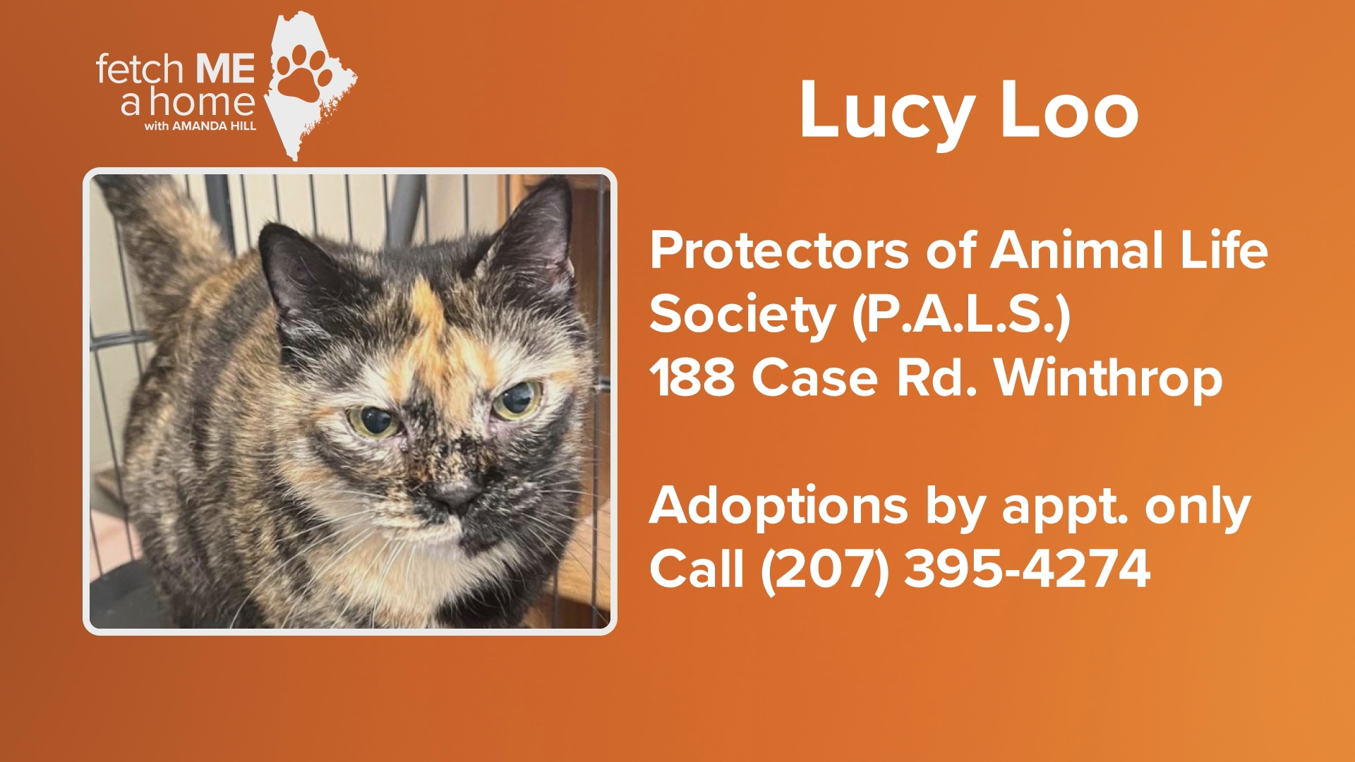 Lucy Loo is an 11-year-old cat who loves snuggles and being held. She has a few complications, but she's worth the added effort.