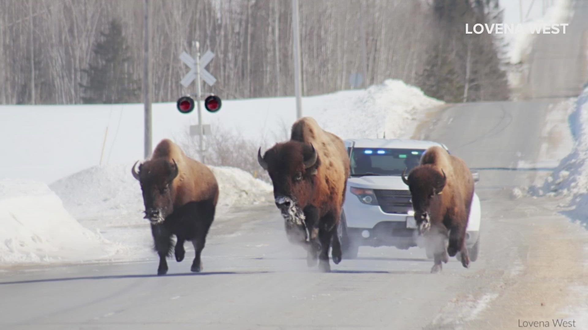 One bison remains unaccounted for, police said.