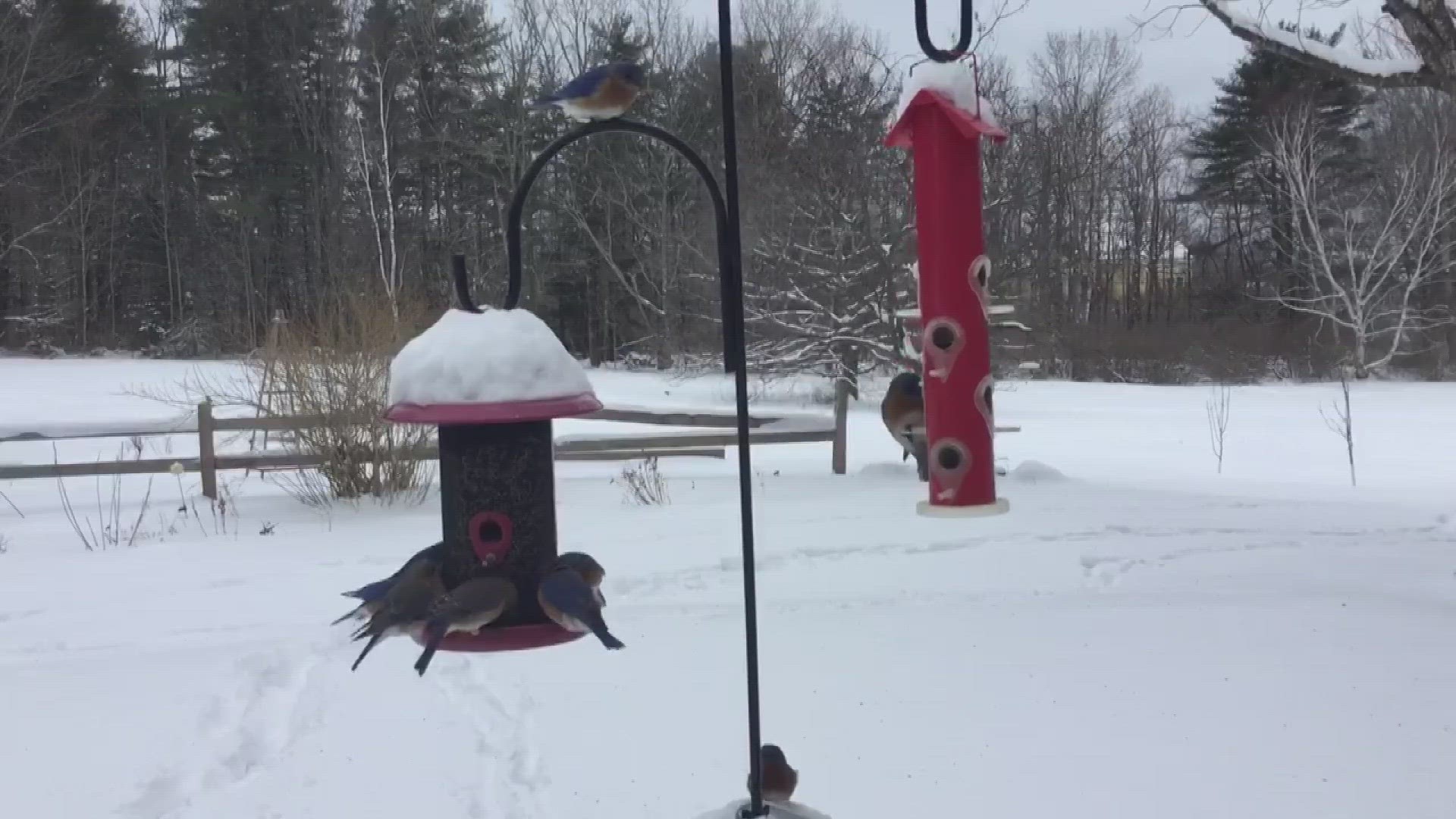 Experts say we’re seeing more birds and more species visiting Maine in the winter months.