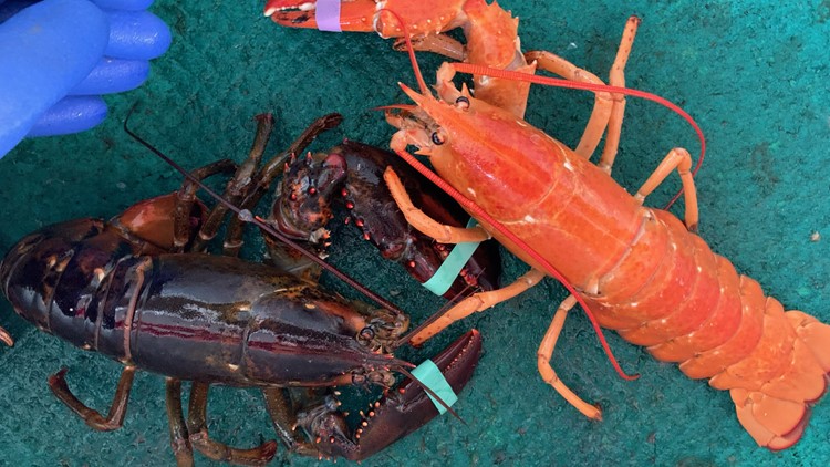 Rare one clawed orange lobster caught in Casco Bay