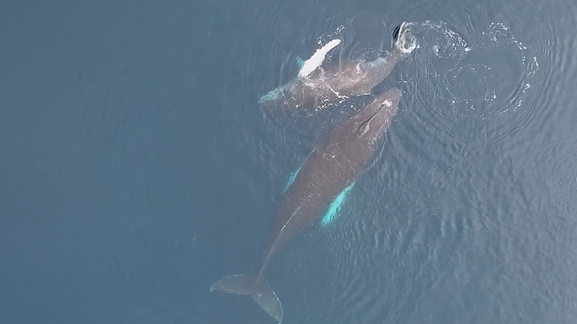 Bill to delay right whale regulations gains support from Trump and Maine fishermen