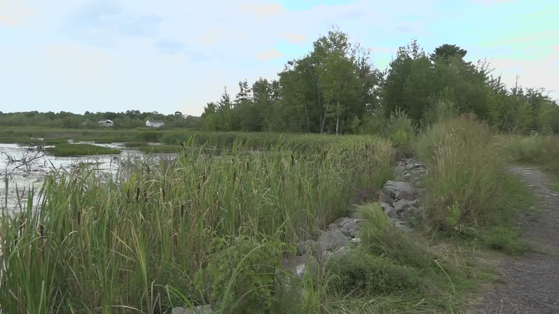 Essex Woods in Bangor has been a popular spot to flock to for birds and birdwatchers alike.