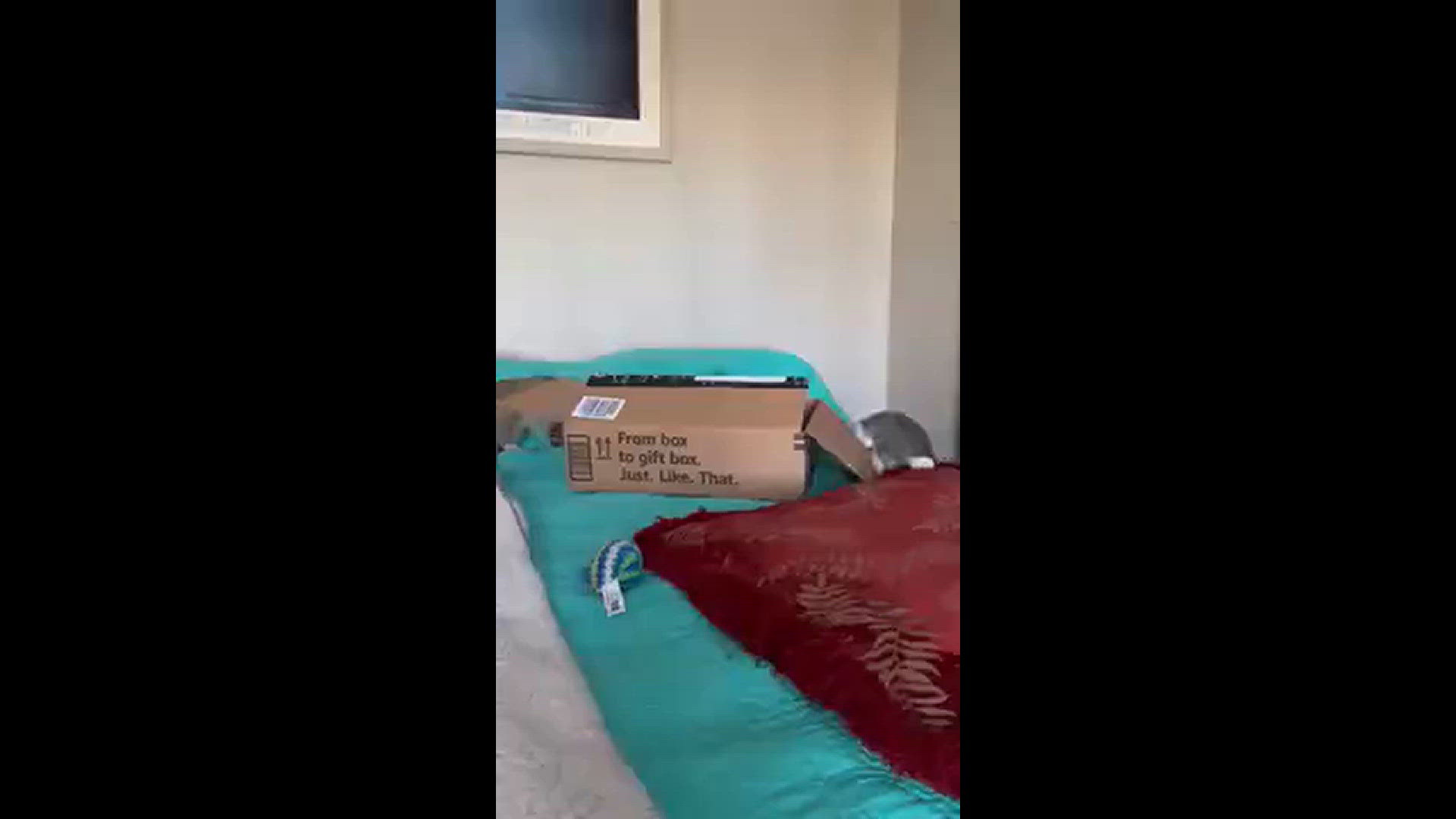 My two foster kitties were playing with a box ...watch when one ducks down before making her move.
Credit: Marianne