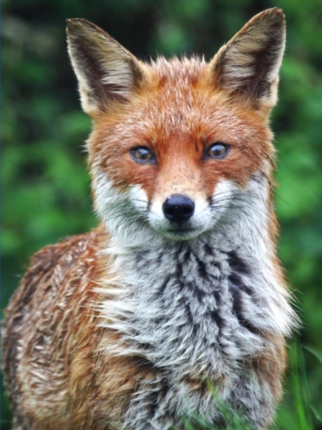Fox spotted in Bath, Maine is not a threat, officials say ...