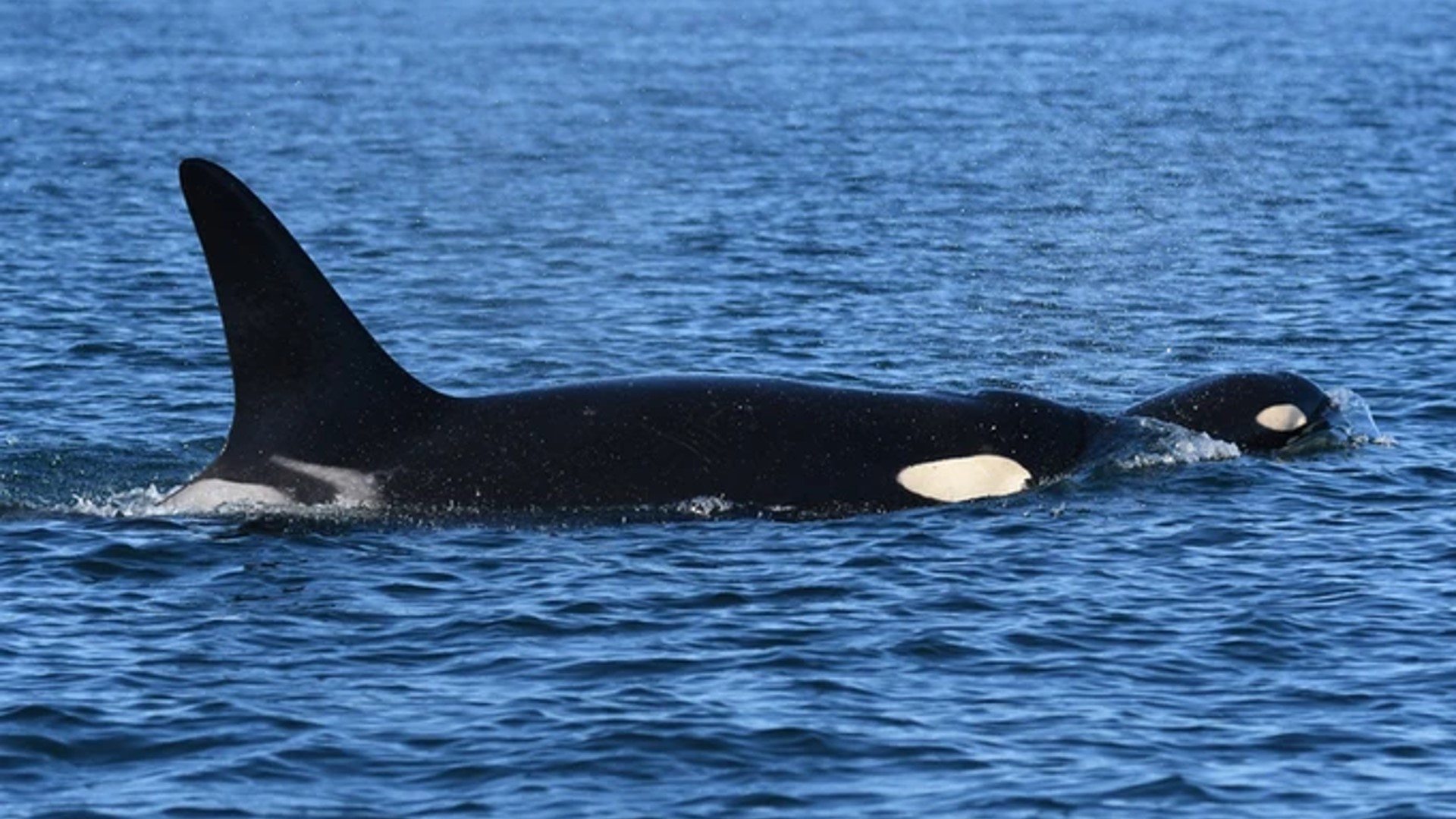 The encounters between "killer whales" and boats have been increasing since 2020.