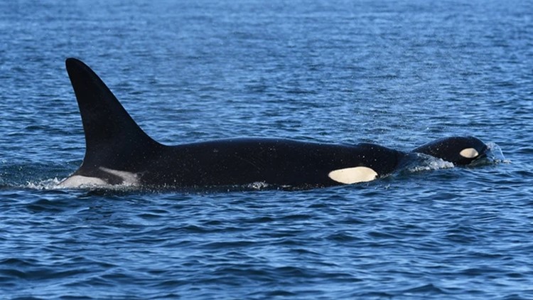 Orcas appear to be attacking boats intentionally