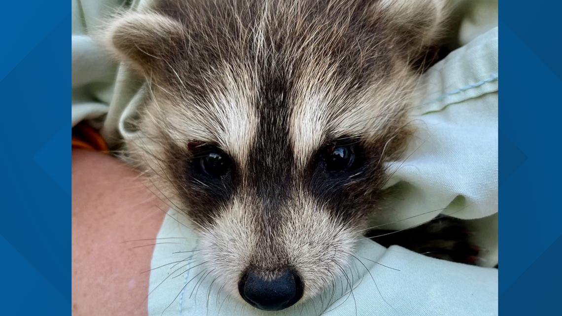 Baby racoon rescued in Cape Elizabeth | newscentermaine.com