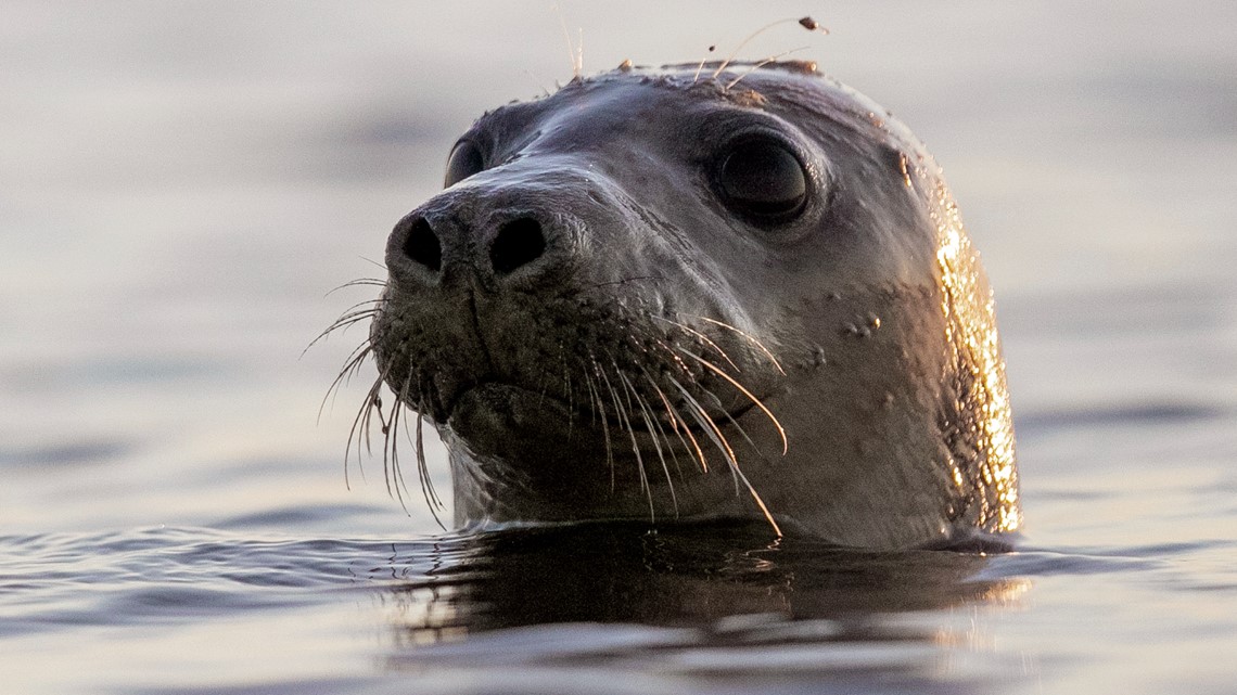 Facial recognition can help save seals, scientists say
