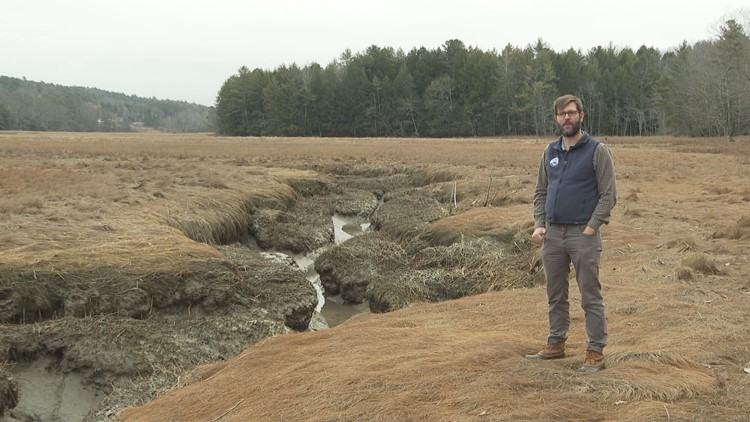 Several Maine salt marshes being purchased by nonprofit for conservation efforts