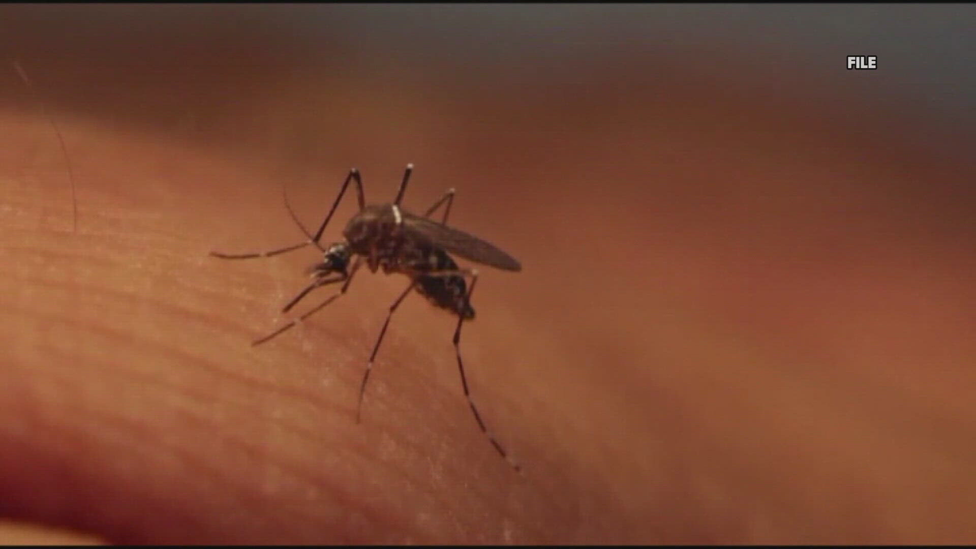 Maine CDC: Mainer tests positive for Eastern Equine Encephalitis ...