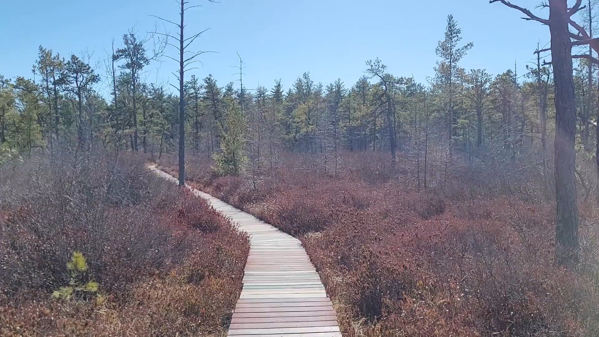 Saco Heath Preserve.
Credit: Steve