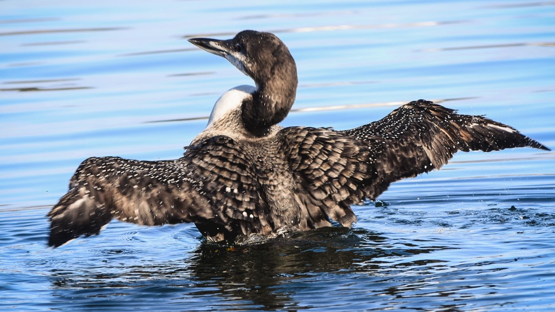 Update: Maine loon rescued from frozen pond released | newscentermaine.com