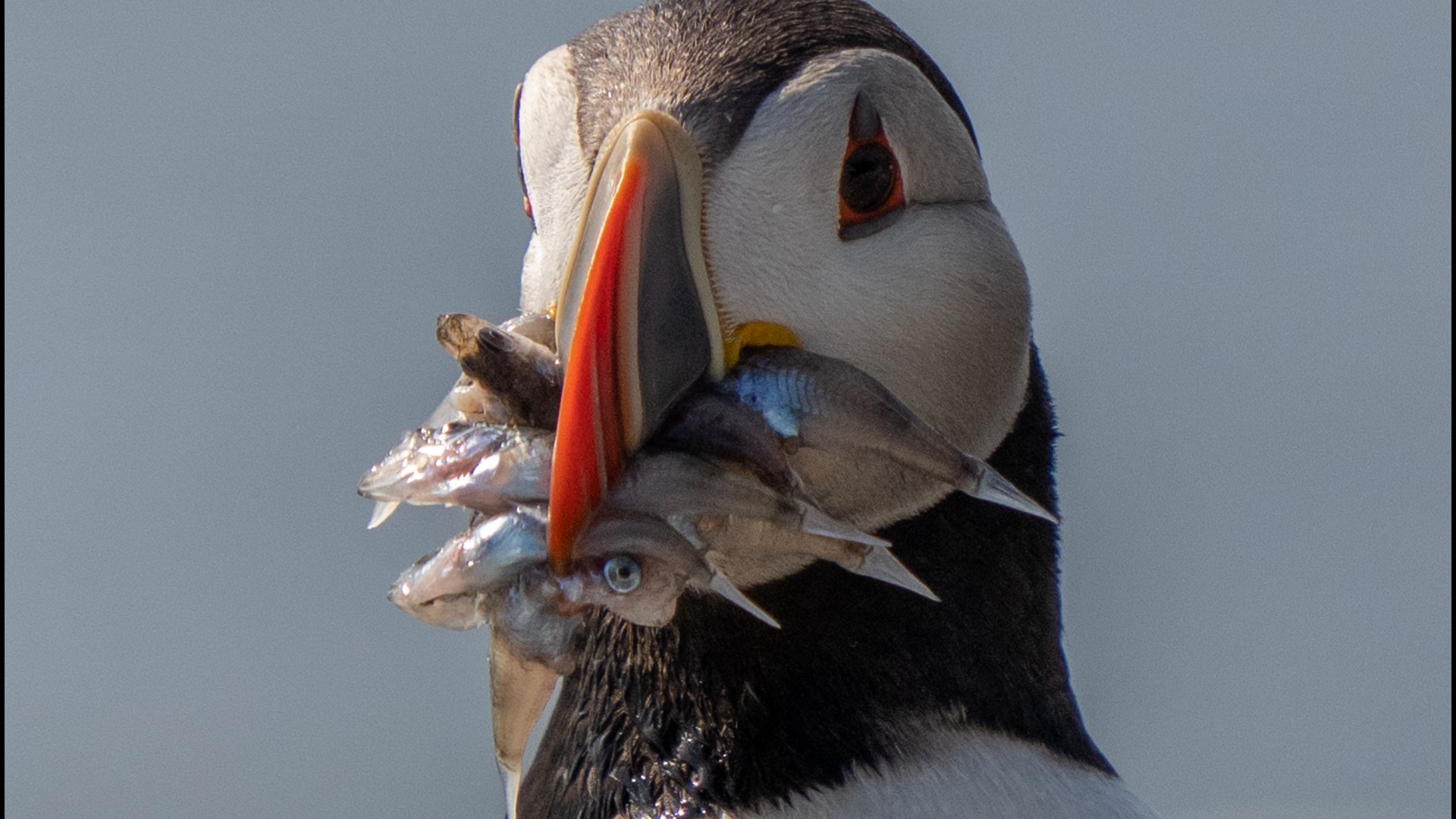 An Atlantic puffin brings a beak full of baitfish to feed its chick in a burrow under rocks on Eastern Egg Rock, a small island off mid-coast Maine, Sunday, Aug. 5,