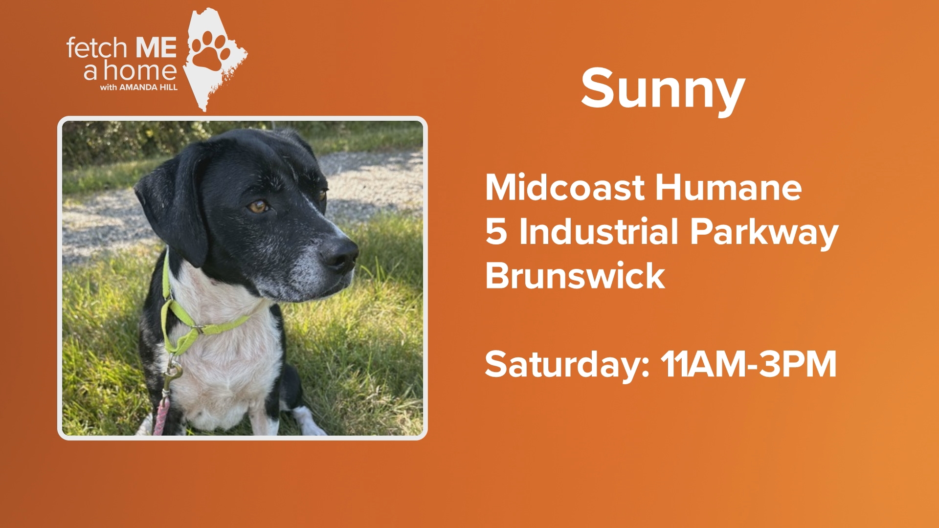 Sunny was surrendered after five years in one home. She has food allergies that require a special diet, but this otherwise happy and cuddly dog is thriving.