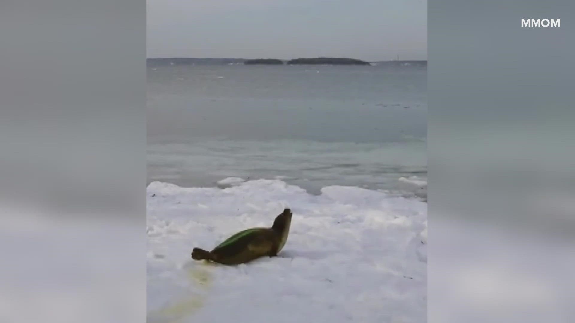 The seal pup was found close to a busy road in Harpswell.