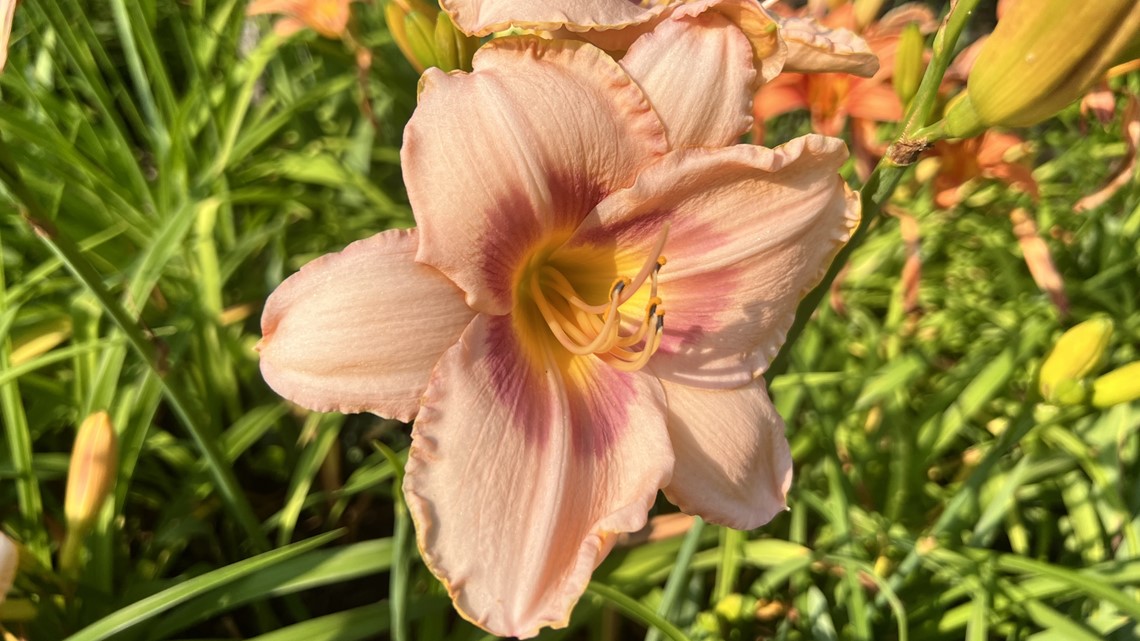 Gardening with Gutner learns how to take care of daylilies - Vimarsana News