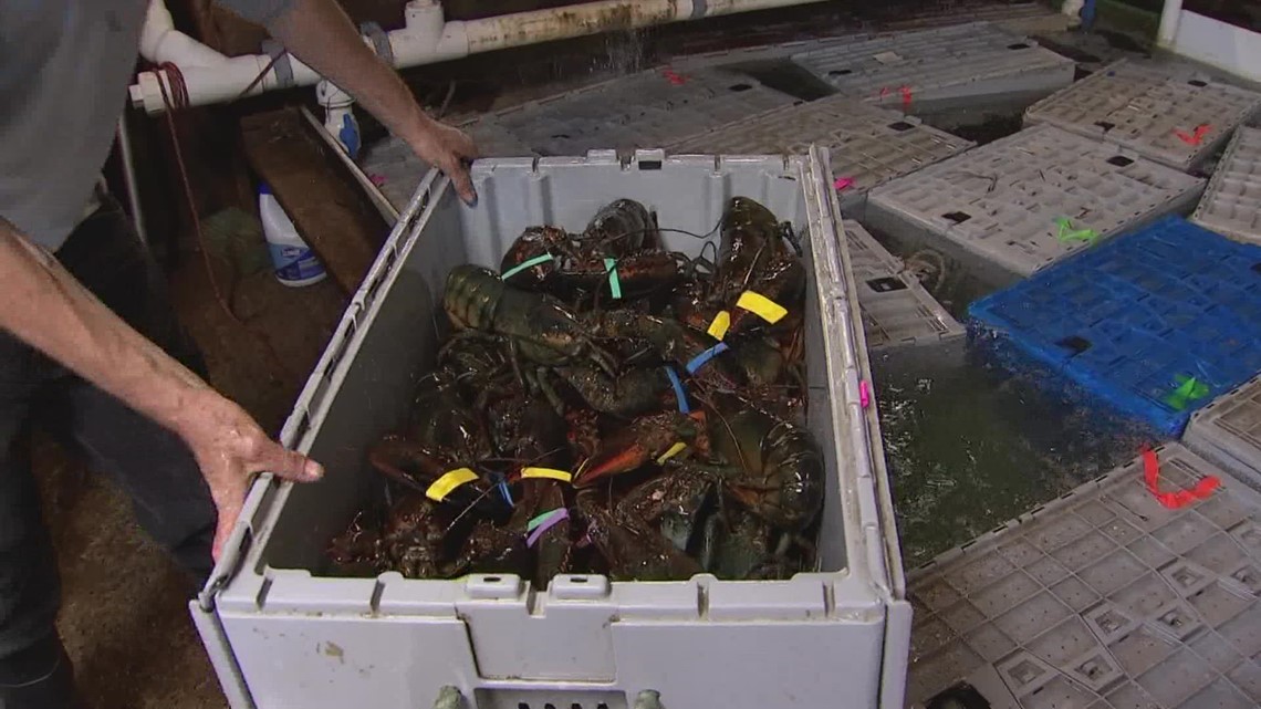 Maine congressman to file proposal to halt aquarium money after lobster spat