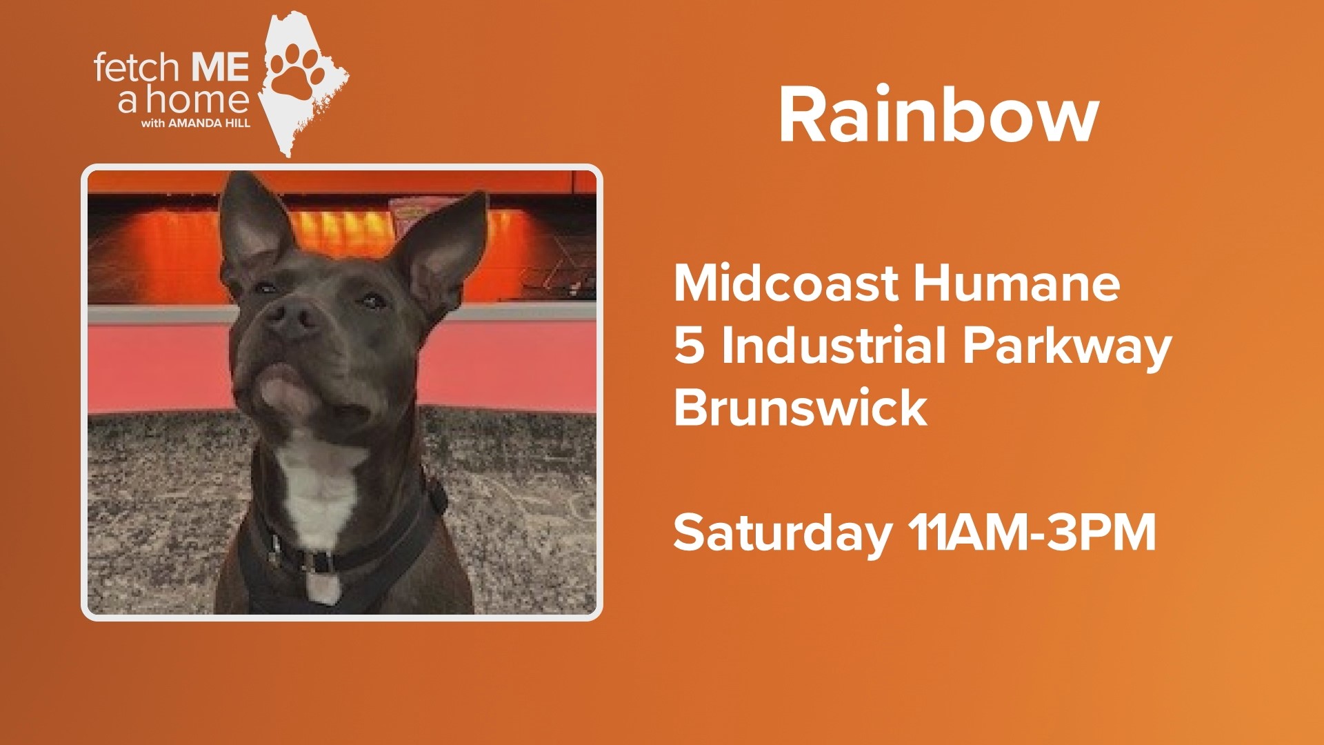 Rainbow is about 1 1/2-years-old and is looking for her forever home through Midcoast Humane in Brunswick.