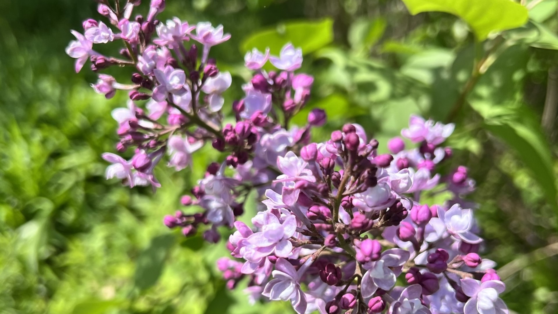 Gardening with Gutner visits the beautiful garden where Todd learns the secrets to gorgeous lilacs.
