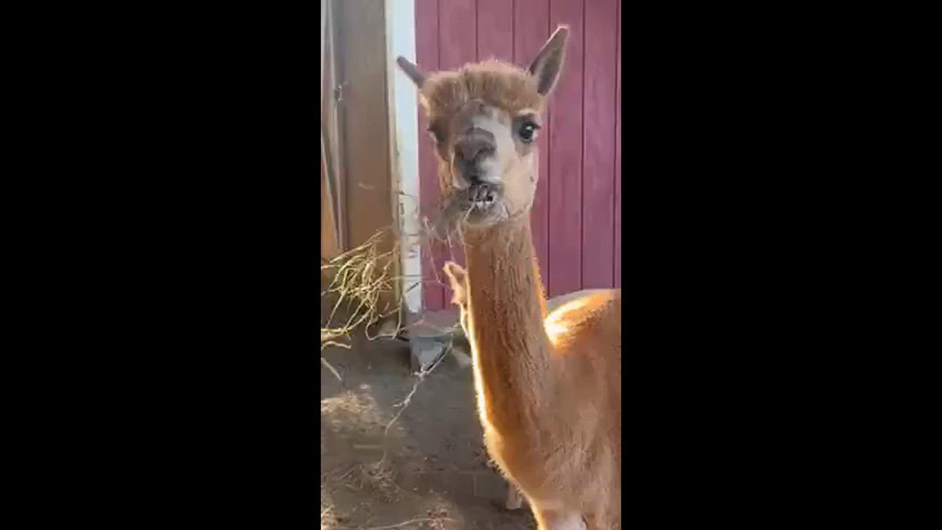 This is Misha, our female Alpaca! Munch, munch!!!
Credit: Audrey