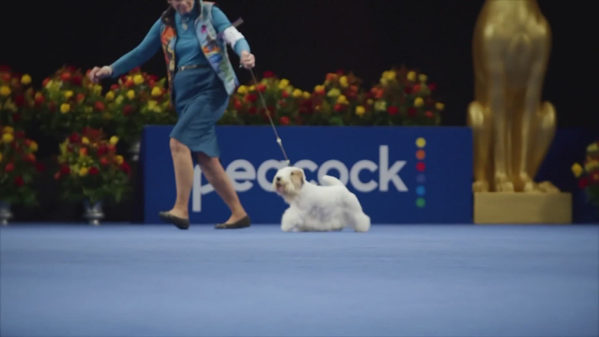 Britney Eurton reveals just what goes into judging the Best in Show at the National Dog Show, airing Thanksgiving Day on NBC.