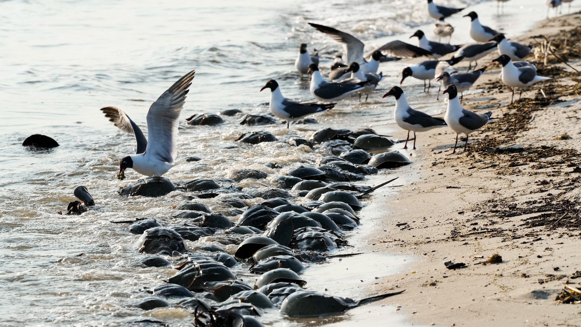 Harvest of horseshoe crabs to be limited to protect rare bird