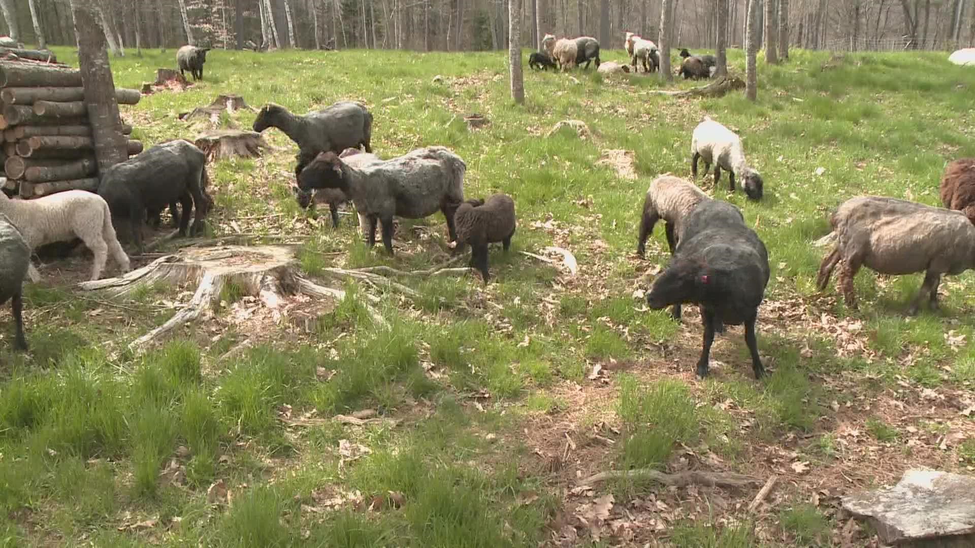 The ancient practice uses existing forest land to create pastures to raise livestock and crops.