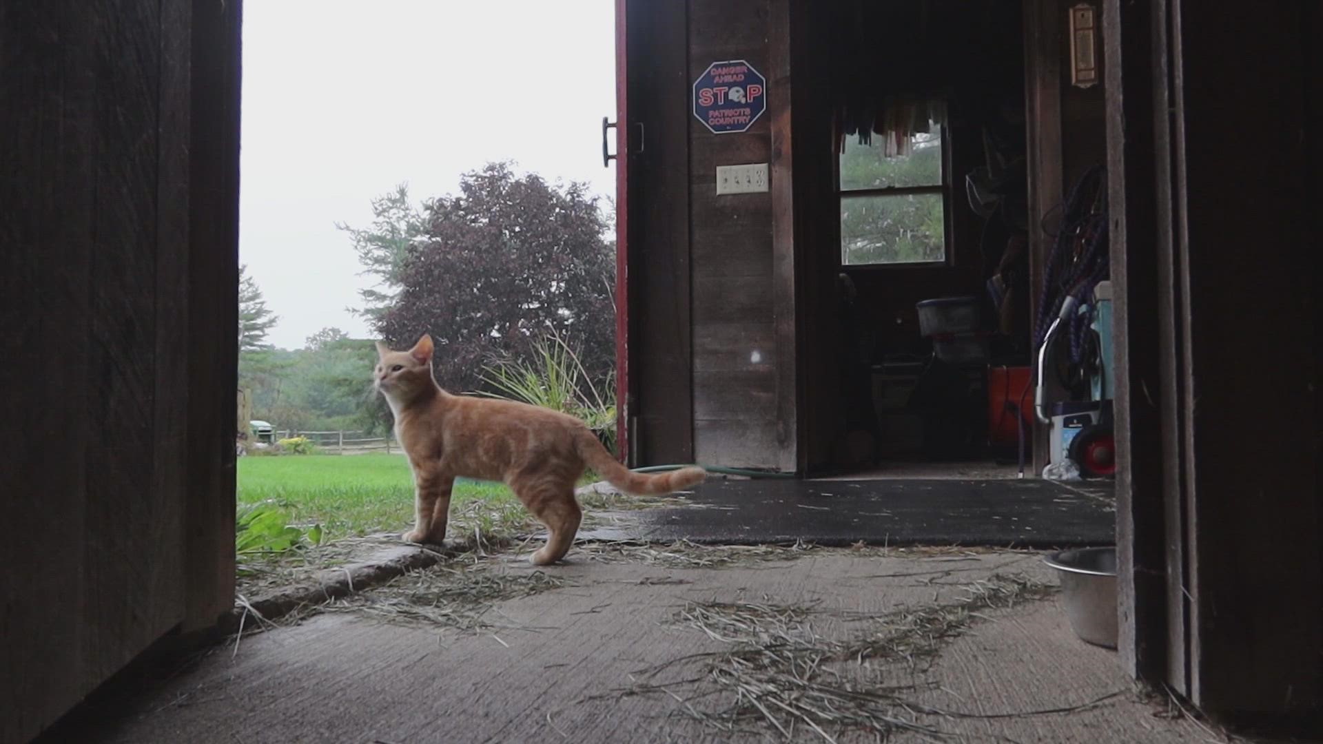 NEWS CENTER Maine's Griffin Stockford takes us to Bowdoinham, where a young barn cat named Paddy faced his first day of fall.