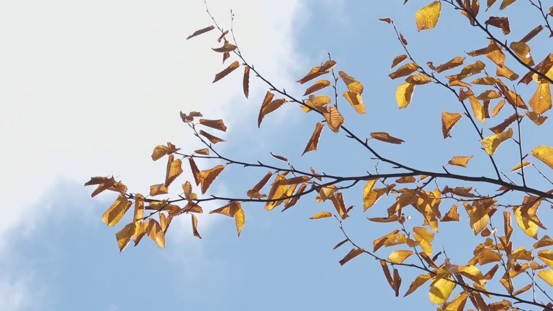 A study of the past 70 years of Mount Desert Island found that peak foliage is occurring over two weeks later compared to 1951.