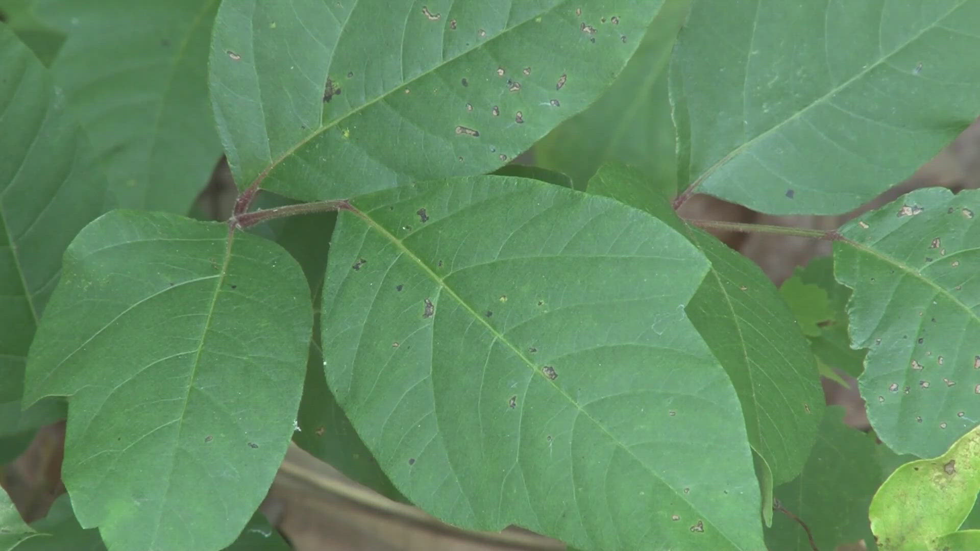 Can you give someone a poison ivy rash if you have it? Can it get on your furniture?
