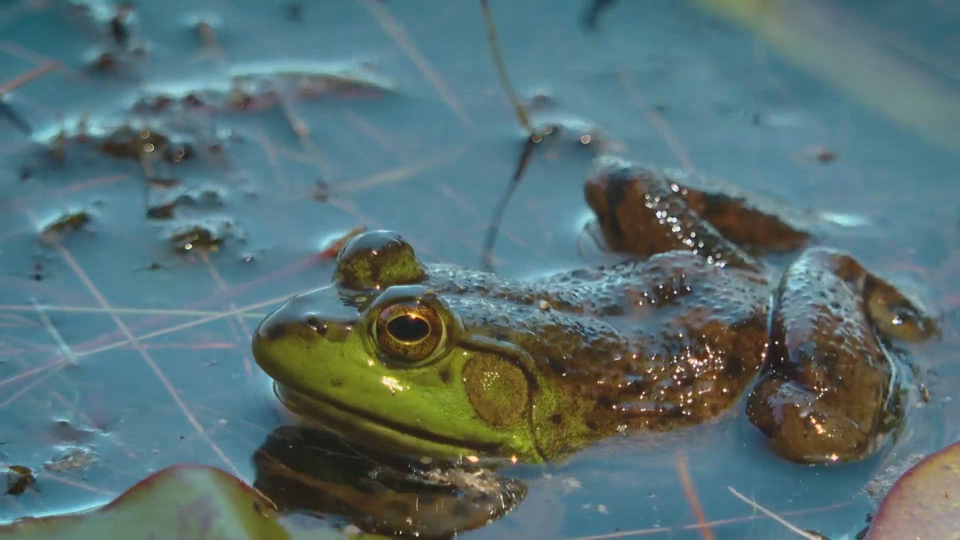 Maine lawmakers pass protections for lakes and ponds | newscentermaine.com