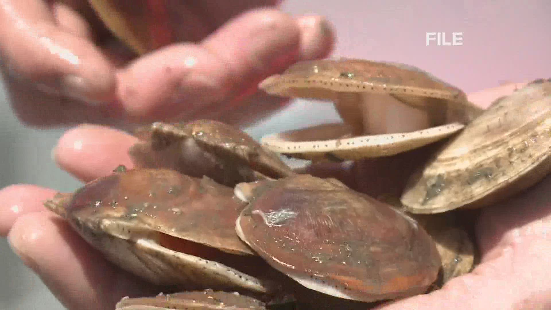 Prime scallop fishing grounds will stay open in Maine