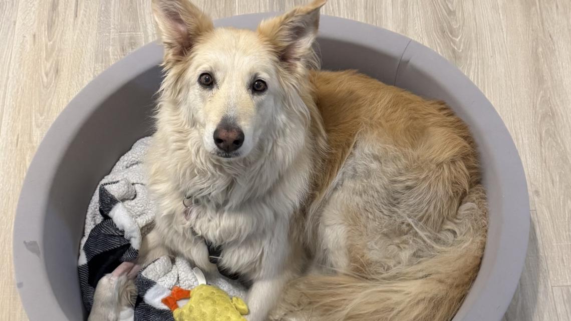 Rescue dog found after 20-hour search on NJ Turnpike, reunites with foster family