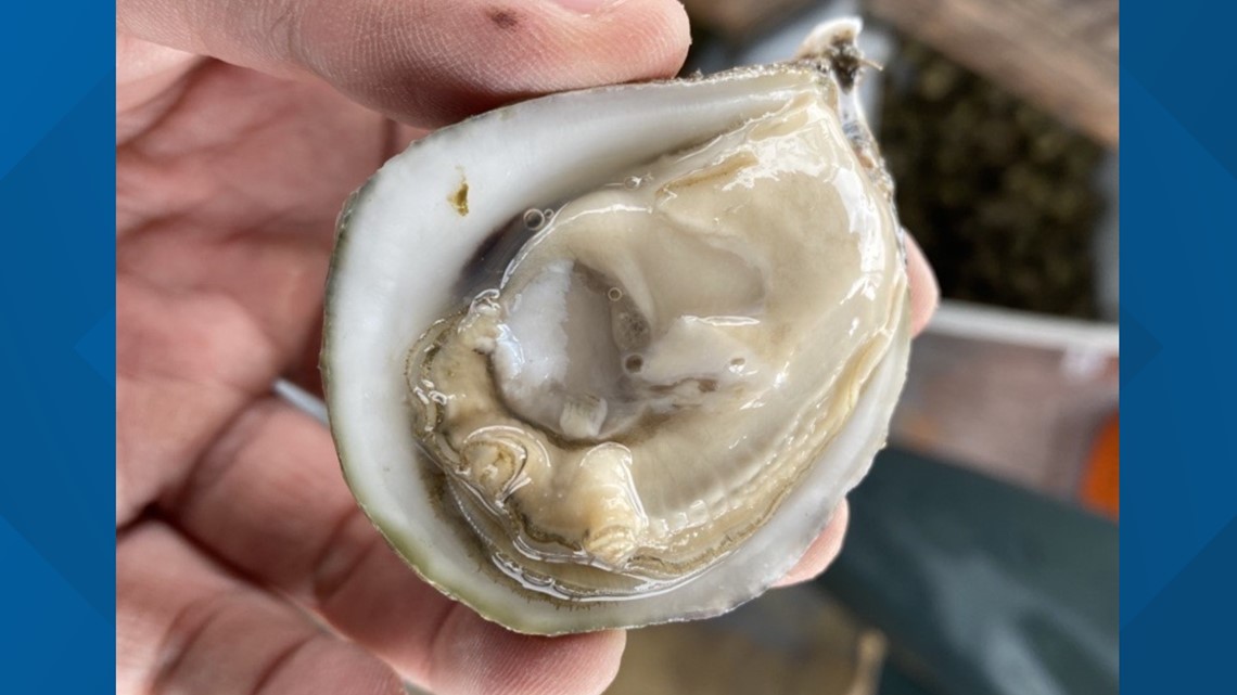 Maine oyster industry sees record sales | newscentermaine.com - Vimarsana News