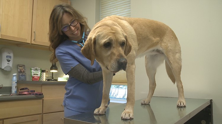 Cases of tick-borne diseases in pets spiking in Maine