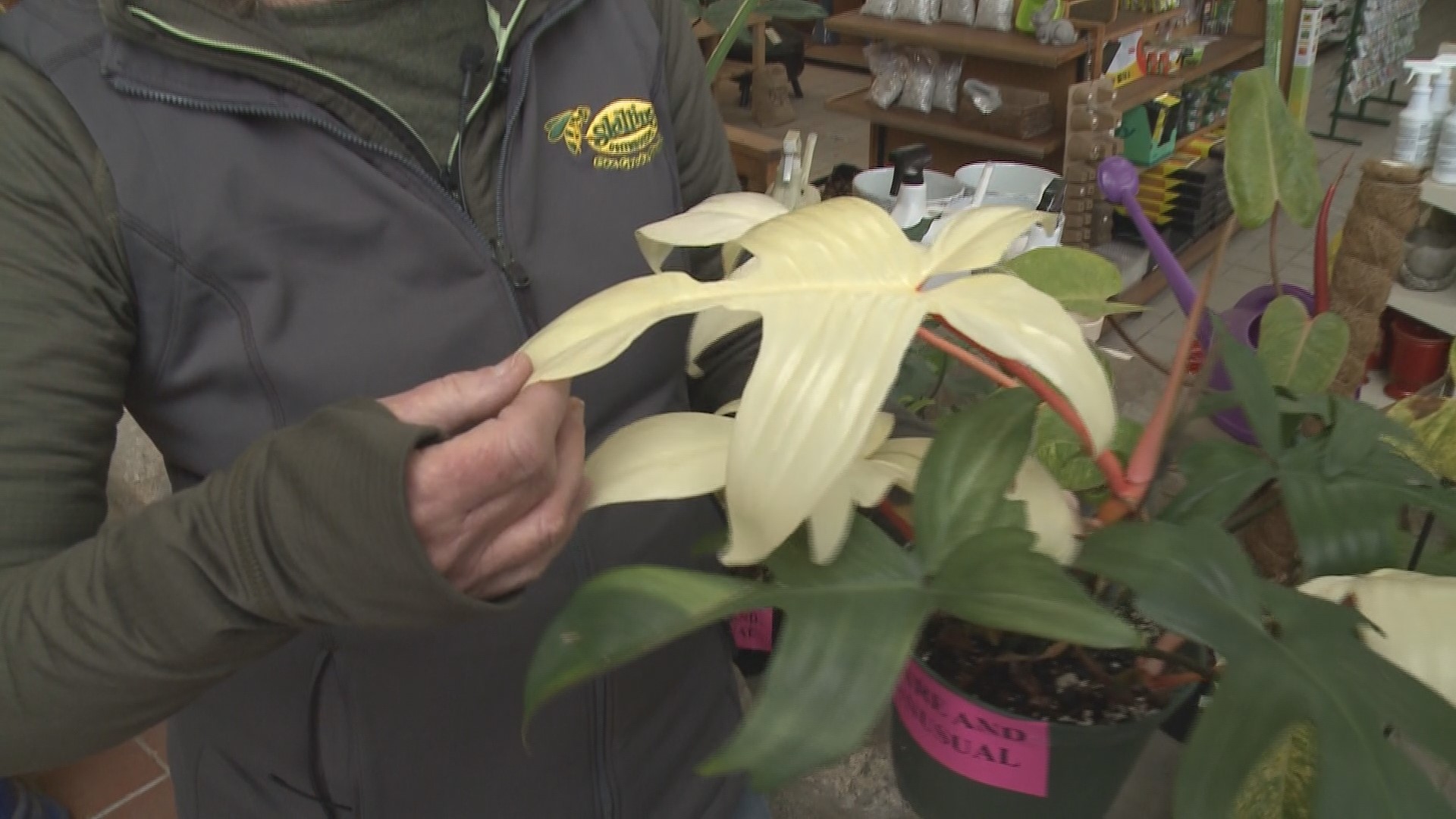 Gardening with Gutner was shocked to learn how expensive some houseplants are.