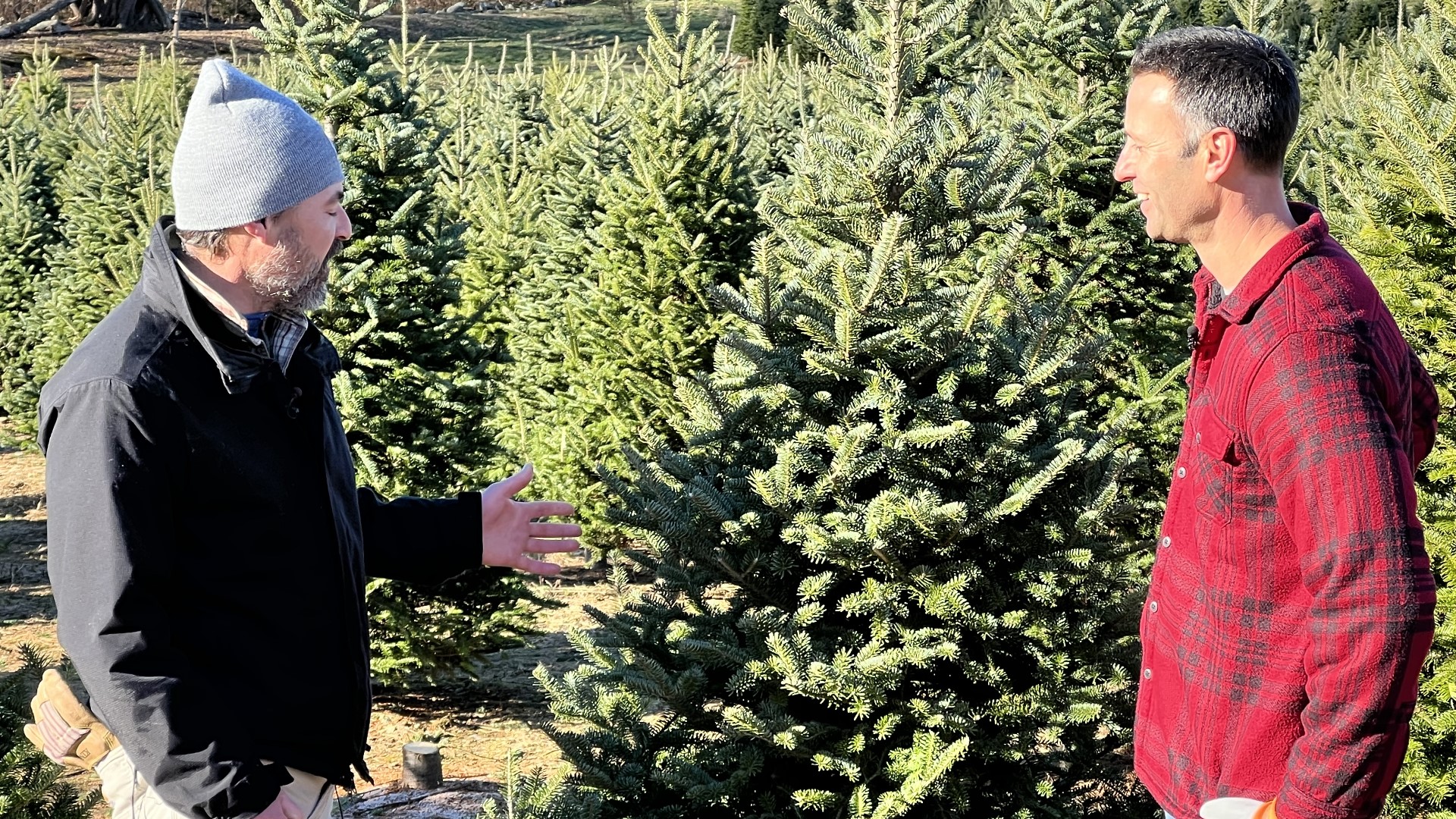 Gardening with Gutner learns what it takes to grow and care for the perfect Christmas tree