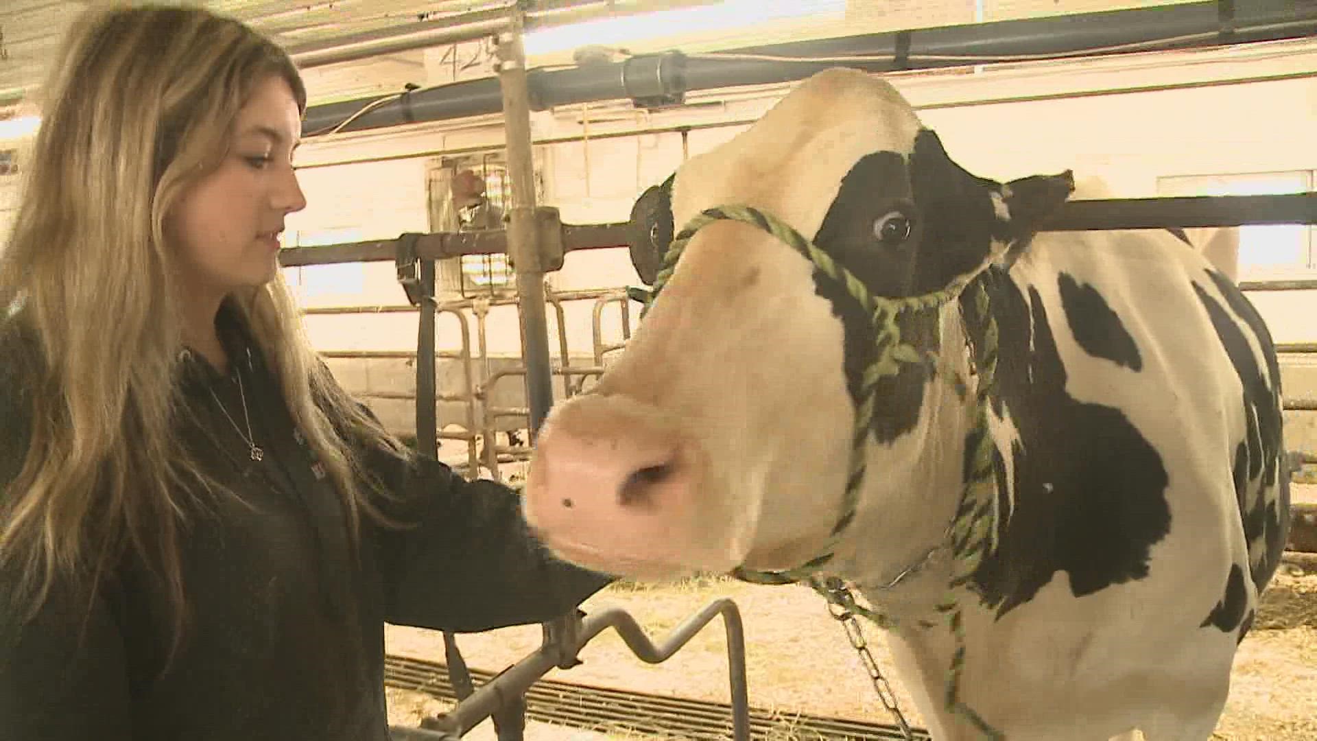 Jim Davis' three kids are keeping farming in the family and taking care of their dairy cows.