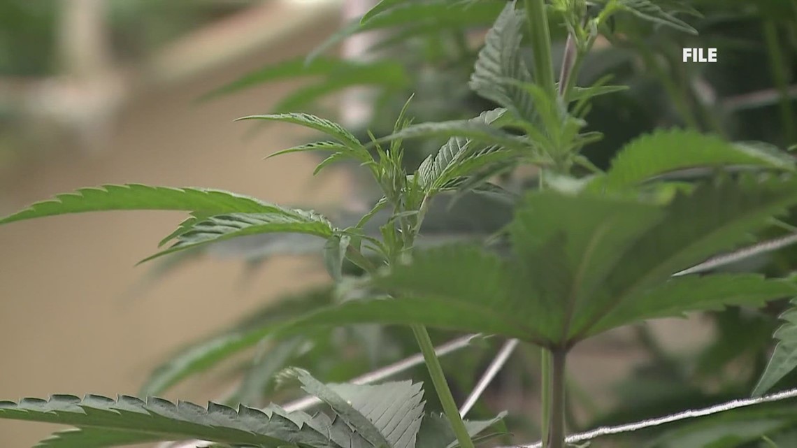 Maine police shut down illegally cultivated marijuana facility - Vimarsana News