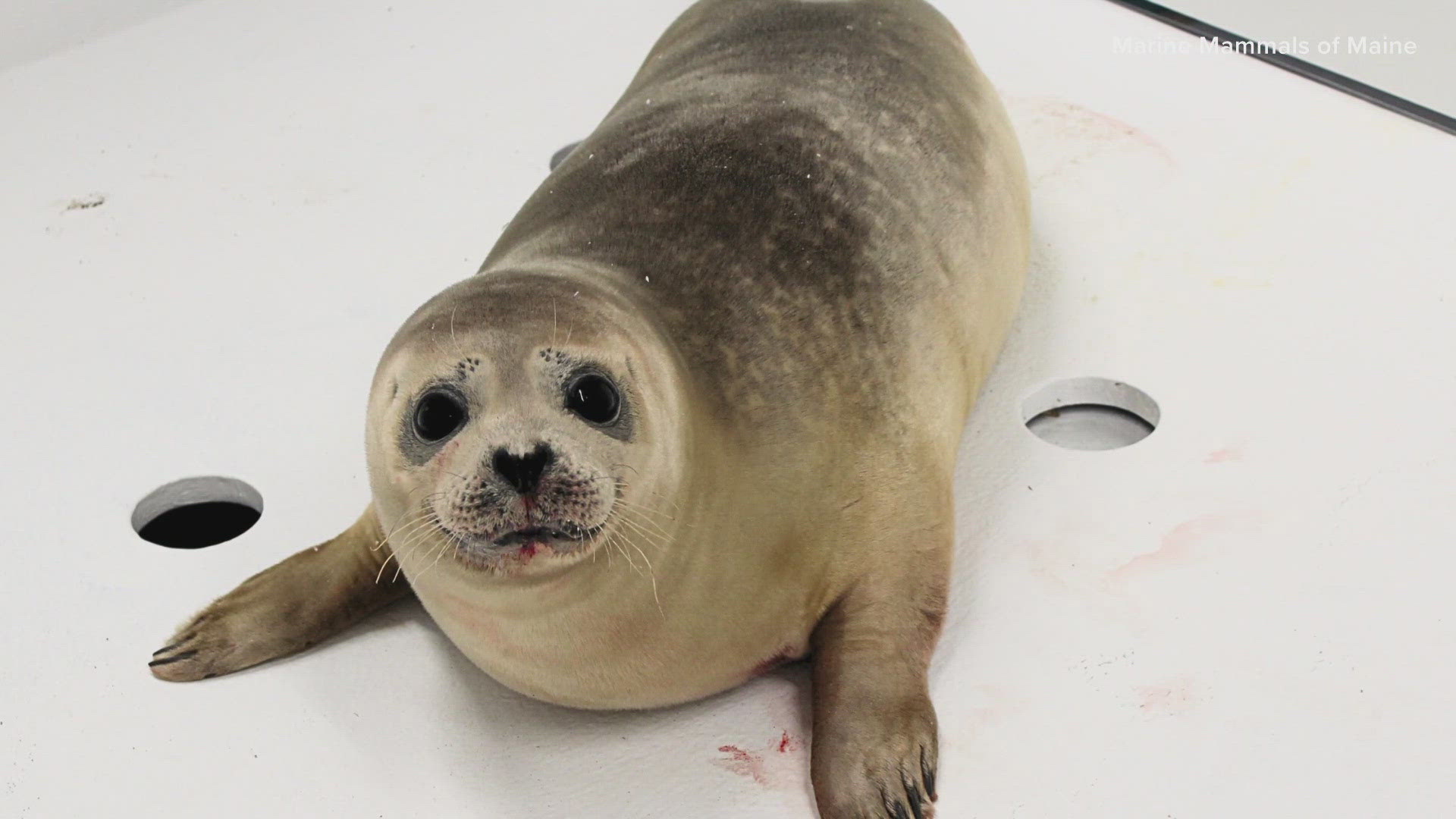 The seal was wrapped up in a mooring chain off the coast of Goose Rocks Beach on Monday.