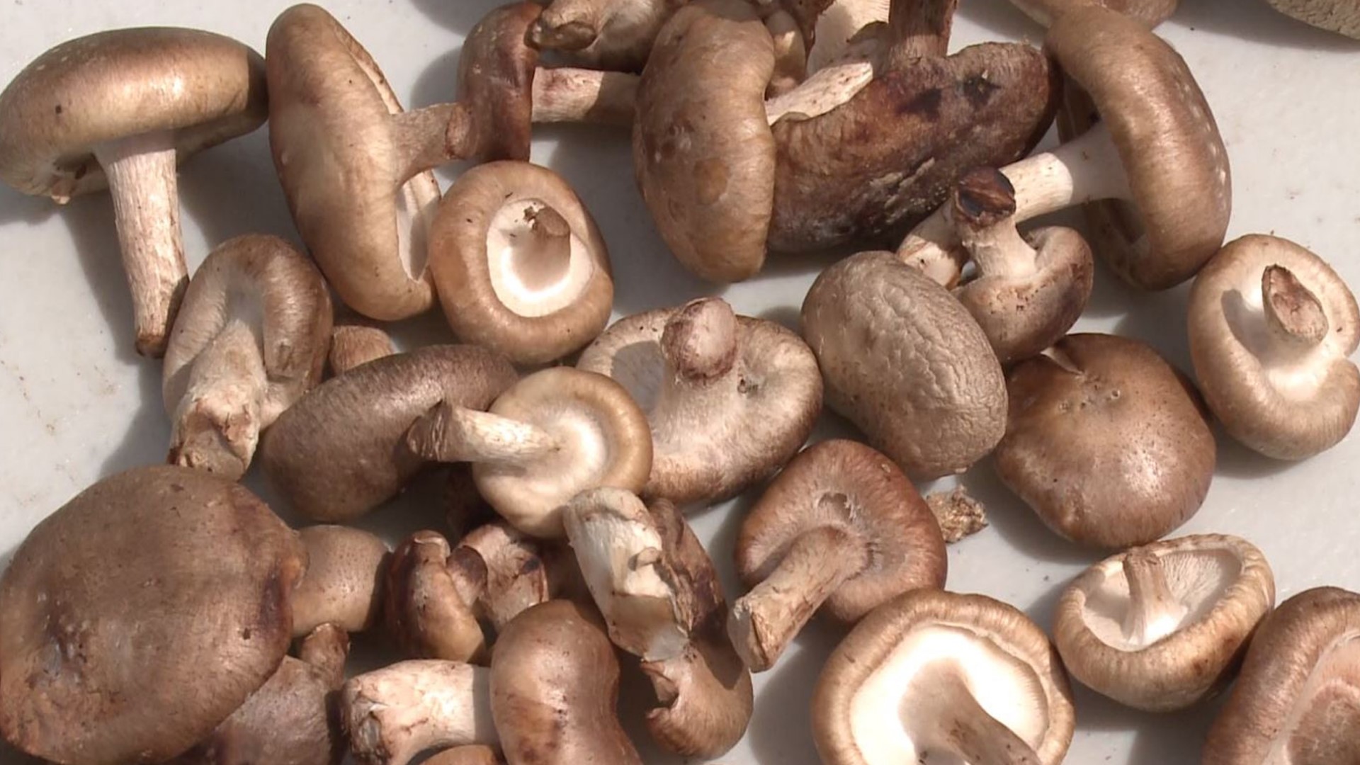 Growing mushrooms is easier than you think. Gardening with Gutner learns how from a mycologist.
