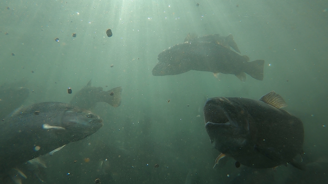 Innovative Aquafort project boosts local fish supply amid US shortages