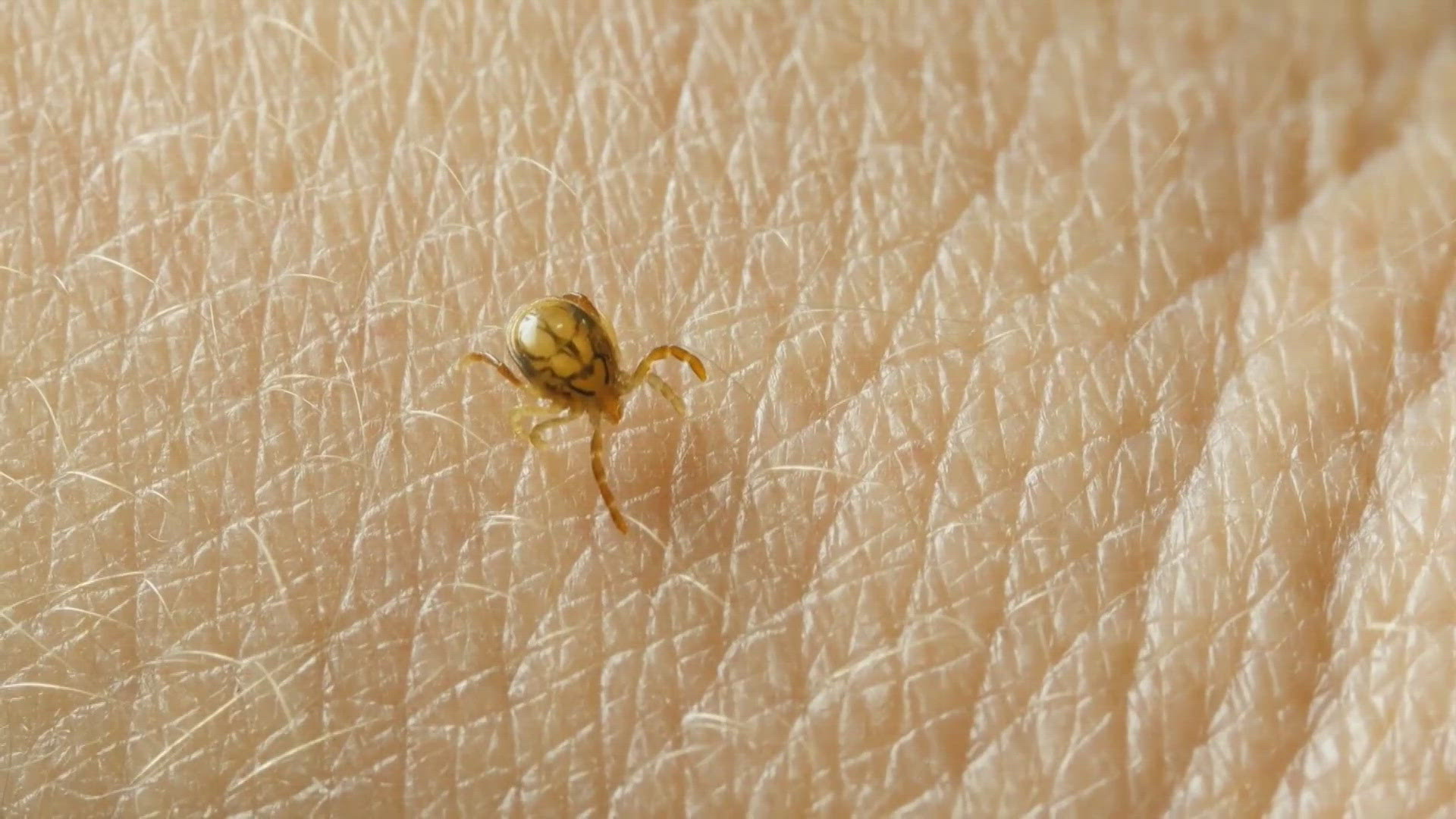 Because Maine had such a mild winter, tick season may be getting an early start.