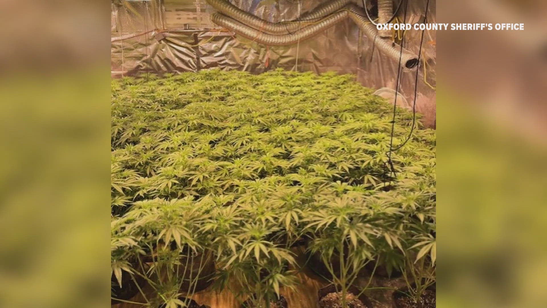 Dixfield, Maine illegal marijuana growing operation under investigation