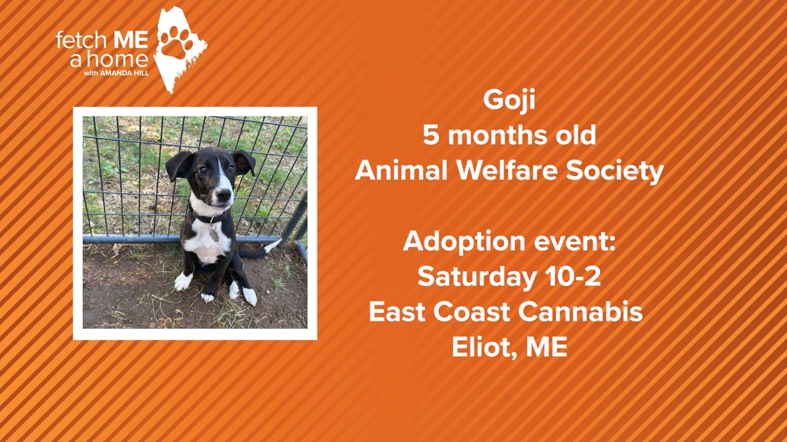 Fetch ME a Home: Goji is a playful puppy who loves belly rubs!