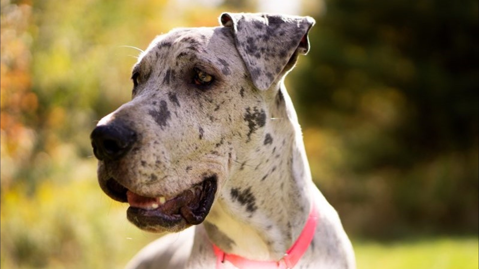 Great Danes grow greater in number and find homes | newscentermaine.com