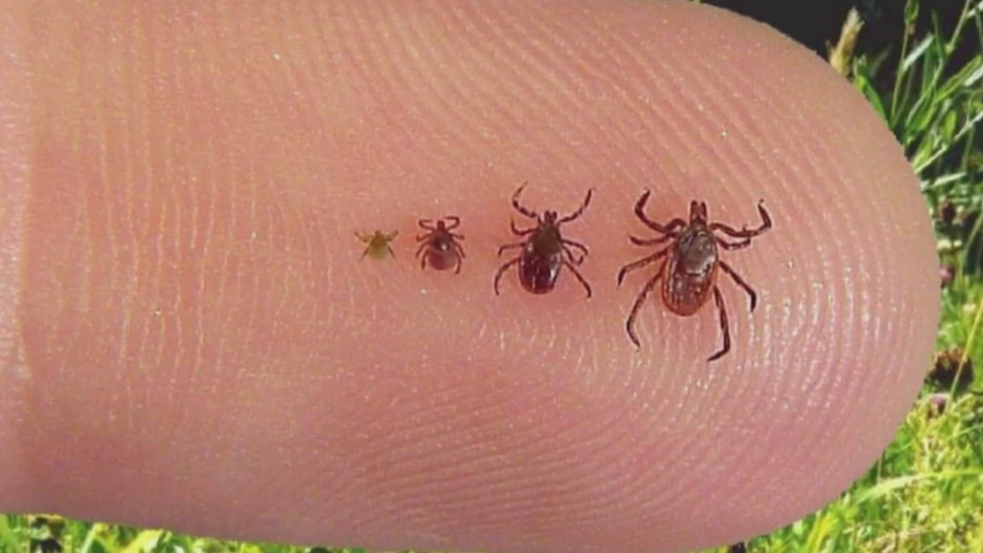 Experts warn that tiny, active nymph ticks increase Lyme disease risk because they can be too small to detect.